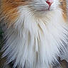 Blanche participe au concours pour gagner de l'argent avec cette photo : animal, brown_fur, cat, close_up, curious, cute, domestic_cat, feline, fluffy, indoor, long_fur, orange_fur, paws, pet, portrait, sitting, whiskers, white_fur, window_light, yellow_eyes