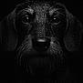 Hot participe au concours pour gagner de l'argent avec cette photo : dog, close_up, black_and_white, portrait, wet_fur, water_droplets, animal, pet, face, ears, nose, whiskers, dark_background, texture, moody, expression, canine, muzzle, studio_lighting, detailed