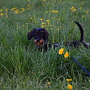 Hot participe au concours pour gagner de l'argent avec cette photo : dog, dachshund, grass, dandelion, leash, outdoor, greenery, nature, pet, animal, field, spring, flora, canine, small_dog, fur, ears, tail, meadow, walking