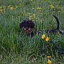 dog, dachshund, grass, dandelion, leash, outdoor, greenery, nature, pet, animal, field, spring, flora, canine, small_dog, fur, ears, tail, meadow, walking