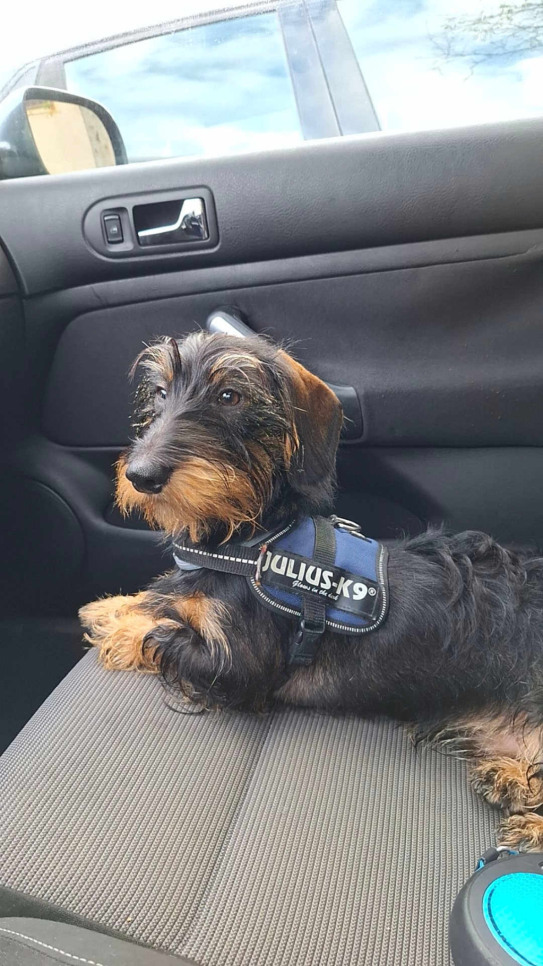 Hot a rejoint le concours — aidez-le/la à gagner de superbes lots ! dog, dachshund, wire_haired, pet, car_interior, car_seat, harness, julius_k9, animal, canine, seat, window, side_mirror, leisure, resting, domestic_animal, companionship, cute, furry, portrait