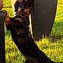 Hot participe au concours pour gagner de l'argent avec cette photo : dog, wire_haired_dachshund, outdoor, grass, sunlight, garden, wicker_chair, dog_harness, pet, canine, brown_and_black_fur, standing, curious, animal, nature, daylight, playful, backyard, leisure, domestic_animal