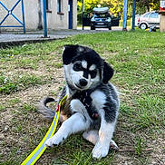 Nana participe au concours pour gagner de l'argent avec cette photo : animal, black_and_white, building, car, curious, cute, daylight, dog, fur, grass, head_tilt, leash, nature, outdoor, pet, playful, puppy, sitting, small, young