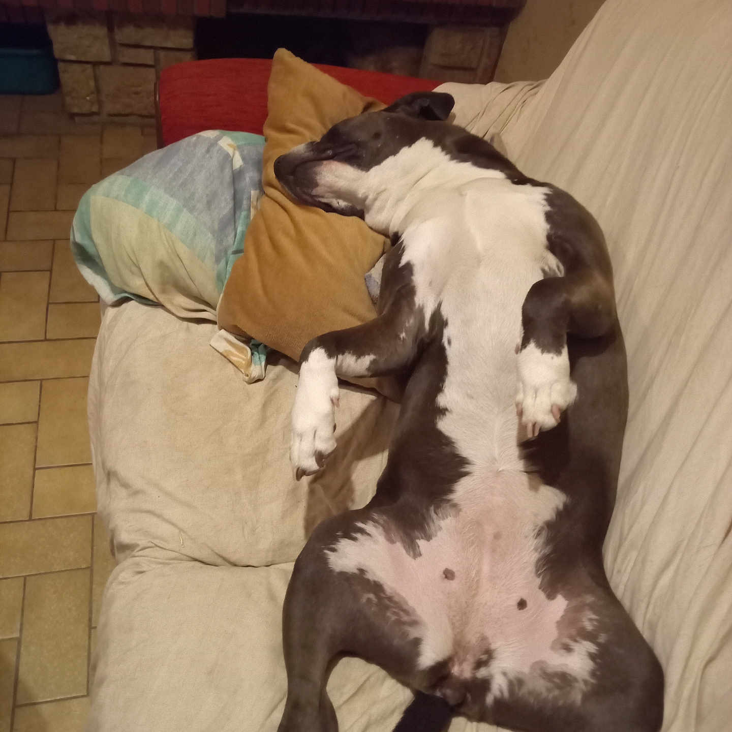 Mawuii participe au concours pour gagner de l'argent avec cette photo : dog, sleeping, couch, pillow, indoor, relaxed, pet, canine, resting, fur, white, brown, tile_floor, blanket, home, living_room, comfort, animal, nap, cozy