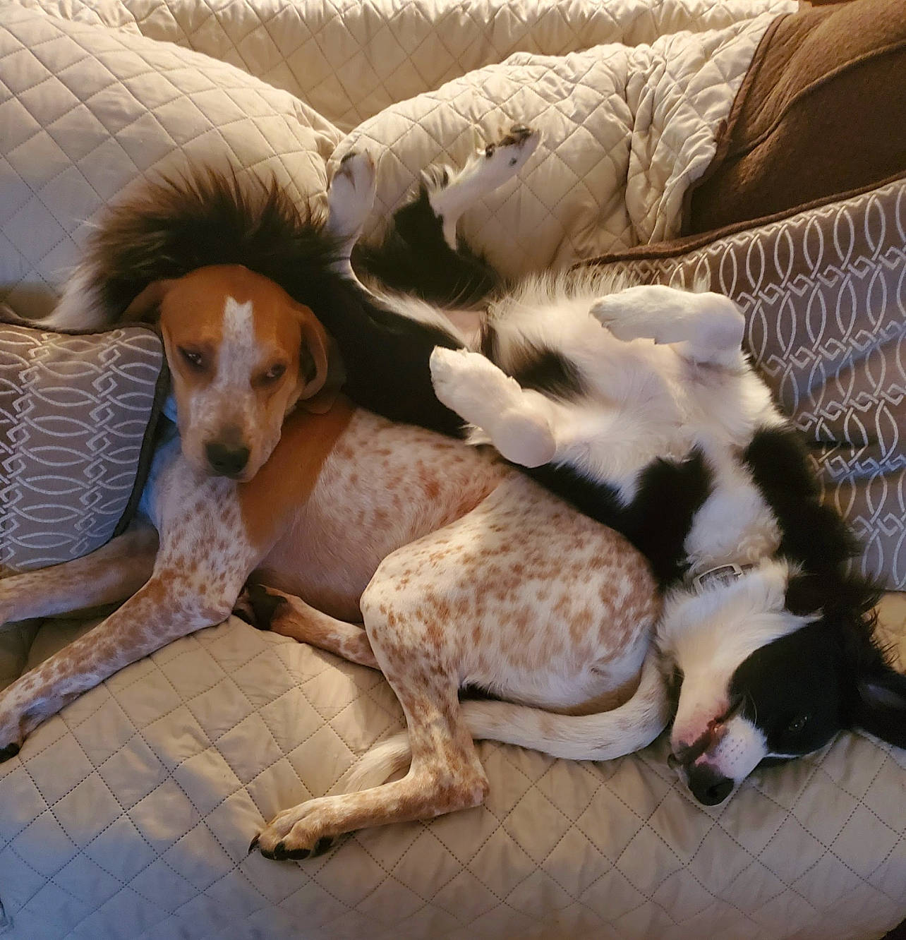 Jeremiah is registered to the contest to win money with this photo: canidae, carnivore, comfort, companion_dog, couch, dog, dog_breed, dog_supply, fawn, fur, linens, nap, paw, pet_supply, snout, sporting_group, street_dog, studio_couch, tail, working_animal