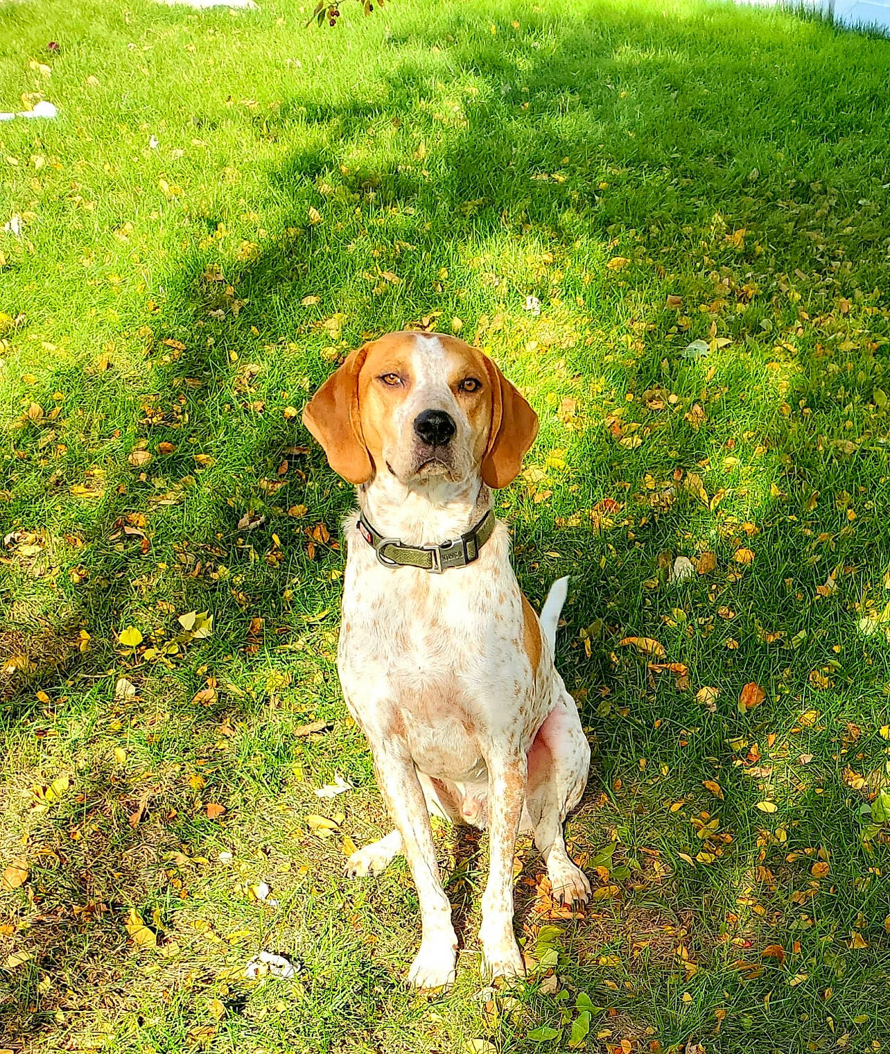 Jeremiah joined the competition — help win amazing prizes! carnivore, collar, companion_dog, dog, dog_breed, dog_collar, fawn, flower, grass, grassland, groundcover, gun_dog, herbaceous_plant, landscape, meadow, natural_landscape, people_in_nature, plant, prairie, tail