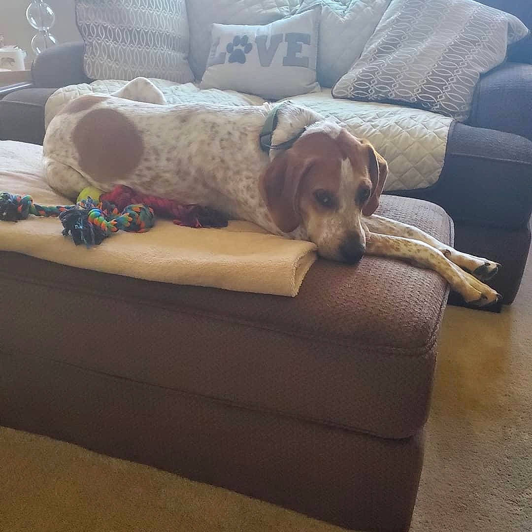 Jeremiah joined the competition — help win amazing prizes! carnivore, chair, comfort, companion_dog, couch, dog, dog_breed, dog_supply, fawn, flooring, furniture, hardwood, living_room, outdoor_furniture, pet_supply, pillow, rectangle, sofa_bed, studio_couch, wood