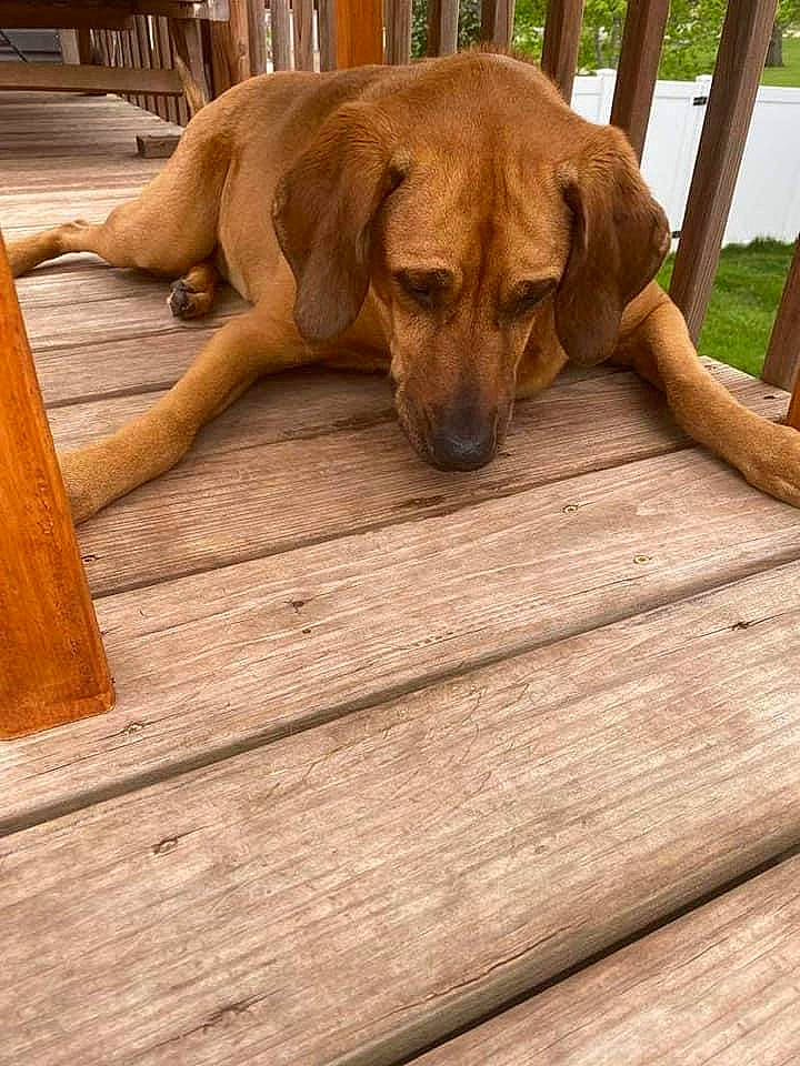 Jenny joined the competition — help win amazing prizes! canidae, carnivore, companion_dog, dog, dog_breed, fawn, fence, floor, flooring, hardwood, hound, liver, plank, plywood, snout, varnish, wood, wood_flooring, wood_stain, working_animal