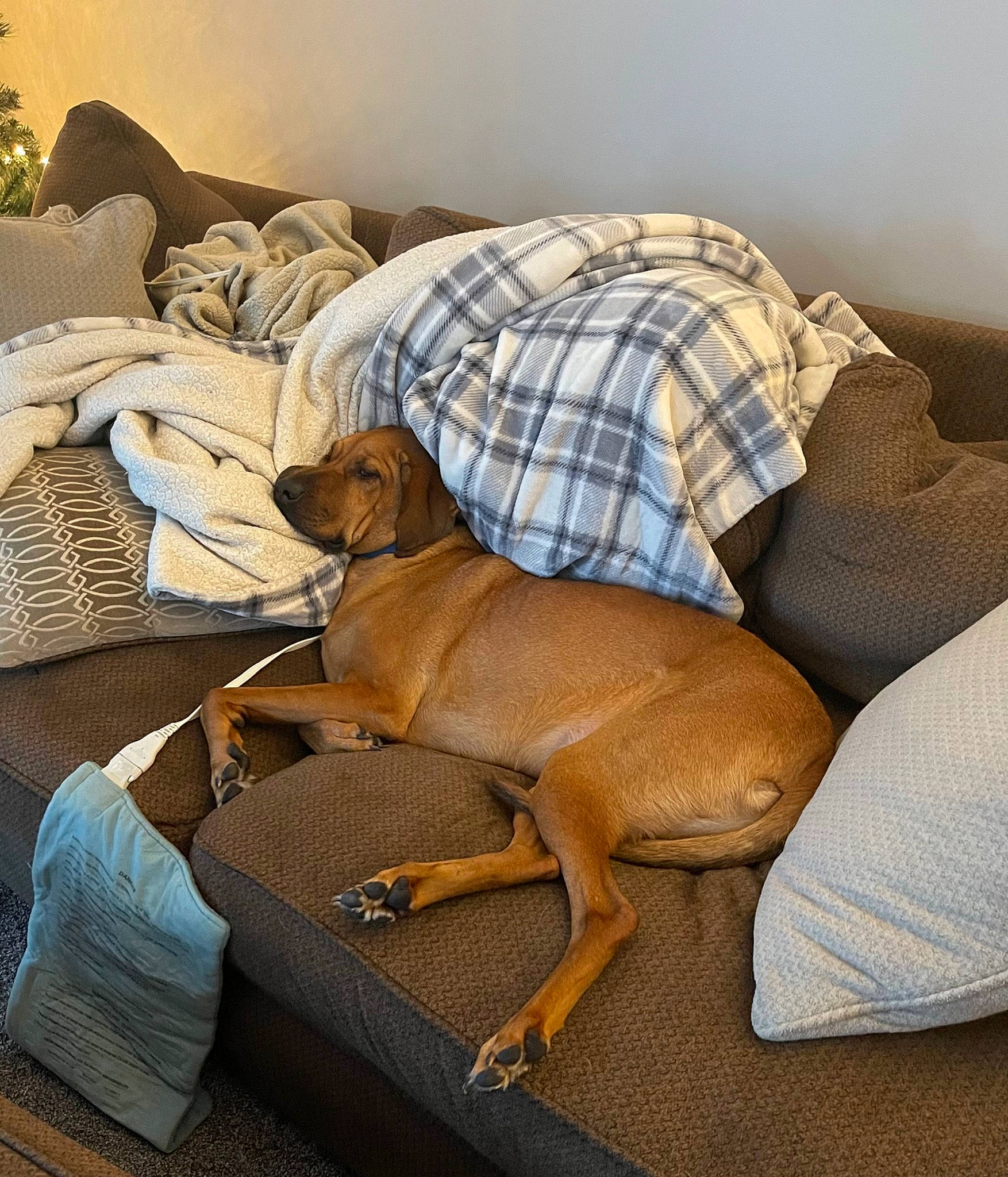 Jenny is registered to the contest to win money with this photo: art, carnivore, chair, comfort, companion_dog, couch, dog, dog_breed, fawn, flooring, furniture, hardwood, liver, plaid, room, sporting_group, tail, tartan, toy_dog, working_animal