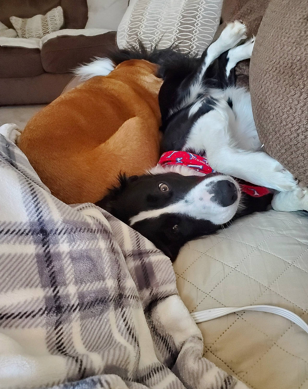 Dexter joined the competition — help win amazing prizes! bedding, canidae, carnivore, comfort, companion_dog, couch, dog, dog_breed, dog_supply, fawn, fur, human_leg, linens, nap, paw, sleeper_chair, snout, sporting_group, whiskers, working_animal