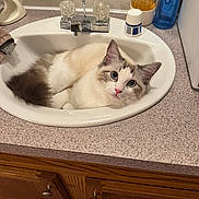 Tucker is registered to the contest to win money with this photo: cat, sink, bathroom, countertop, wooden_cabinet, blue_eyes, fluffy_fur, curious, domestic_animal, pet, indoor, relaxed, white_fur, brown_fur, pink_nose, household, faucet, toiletries, playful, cute