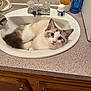 cat, sink, bathroom, countertop, wooden_cabinet, blue_eyes, fluffy_fur, curious, domestic_animal, pet, indoor, relaxed, white_fur, brown_fur, pink_nose, household, faucet, toiletries, playful, cute