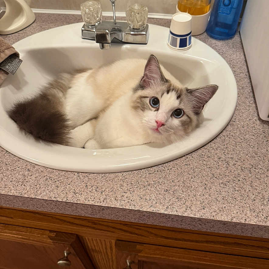 Tucker is registered to the contest to win money with this photo: bathroom, blue_eyes, brown_fur, cat, countertop, curious, cute, domestic_animal, faucet, fluffy_fur, household, indoor, pet, pink_nose, playful, relaxed, sink, toiletries, white_fur, wooden_cabinet