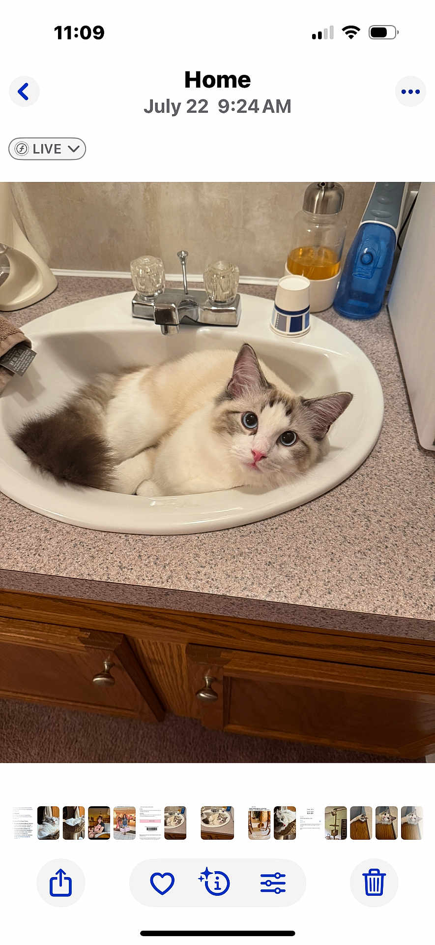Tucker is registered to the contest to win money with this photo: cat, sink, bathroom, countertop, wooden_cabinet, blue_eyes, fluffy_fur, curious, domestic_animal, pet, indoor, relaxed, white_fur, brown_fur, pink_nose, household, faucet, toiletries, playful, cute
