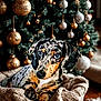 dachshund, puppy, dog, merle_coat, knitted_basket, christmas_tree, ornaments, golden_baubles, silver_baubles, festive, holiday, decorations, cozy, indoor, pet, cute, animal, portrait, warm_lighting, relaxing