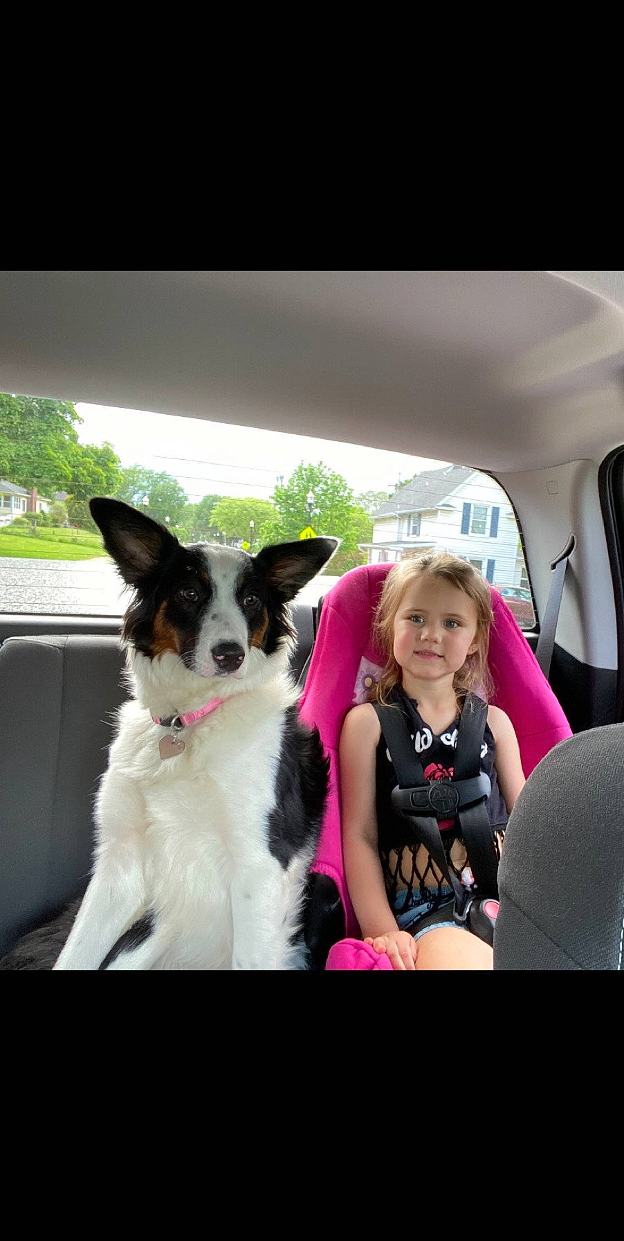 Alaska joined the competition — help win amazing prizes! border_collie, canidae, cardigan_welsh_corgi, carnivore, companion_dog, dog, dog_breed, facial_expression, fawn, mammal, photography, sporting_group