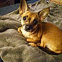 Zoey is registered to the contest to win money with this photo: dog, small_dog, tan_dog, pet, animal, cozy, blanket, indoor, resting, ears, fur, cute, looking_up, curious, companion, domestic_animal, sleepy, mammal, bed, relaxed