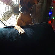 Zoey joined the competition — help win amazing prizes! dog, small_dog, pet, fan, indoor, curious, silhouette, ears, paw, string_lights, dark, cozy, background, lighting, furniture, cute, animal, home, relaxed, window