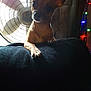 dog, small_dog, pet, fan, indoor, curious, silhouette, ears, paw, string_lights, dark, cozy, background, lighting, furniture, cute, animal, home, relaxed, window