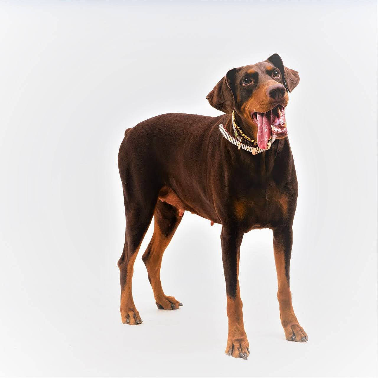 Cola joined the competition — help win amazing prizes! art, canidae, carnivore, collar, companion_dog, dog, dog_breed, dog_collar, dog_supply, fashion_accessory, fawn, hunting_dog, liver, pet_supply, snout, sporting_group, working_animal, working_dog