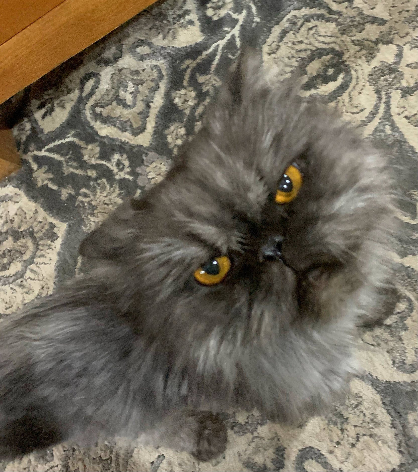 Jakey is registered to the contest to win money with this photo: british_longhair, carnivore, cat, felidae, fur, grey, iris, natural_material, painting, persian, small_to_medium_sized_cats, snout, terrestrial_animal, whiskers