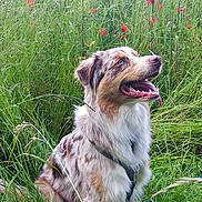 Youtoo a rejoint le concours — aidez-le/la à gagner de superbes lots ! dog, australian_shepherd, grass, flowers, poppies, nature, outdoors, pet, canine, happy, tongue_out, fur, sitting, greenery, field, summer, animal, muzzle, ears, collar
