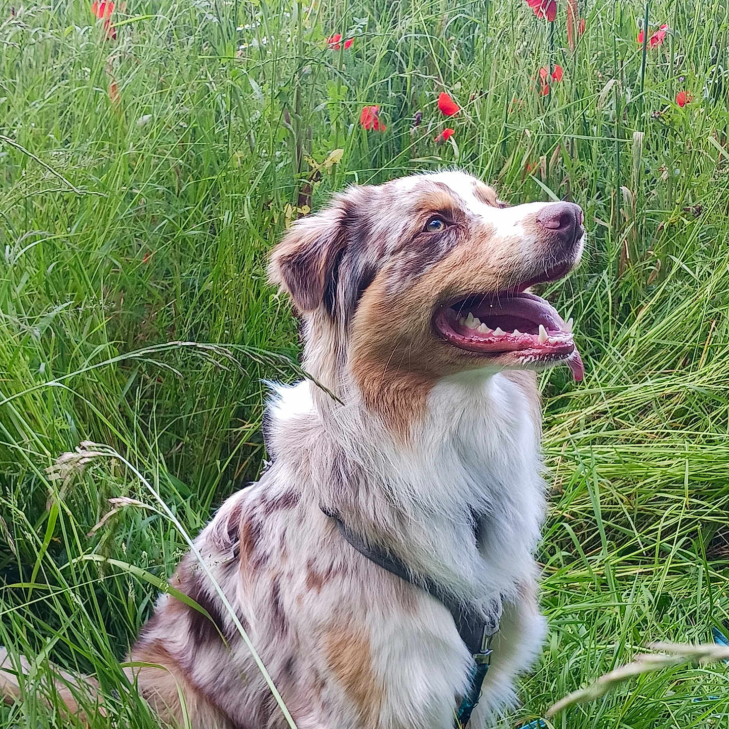 Youtoo a rejoint le concours — aidez-le/la à gagner de superbes lots ! animal, australian_shepherd, canine, collar, dog, ears, field, flowers, fur, grass, greenery, happy, muzzle, nature, outdoors, pet, poppies, sitting, summer, tongue_out