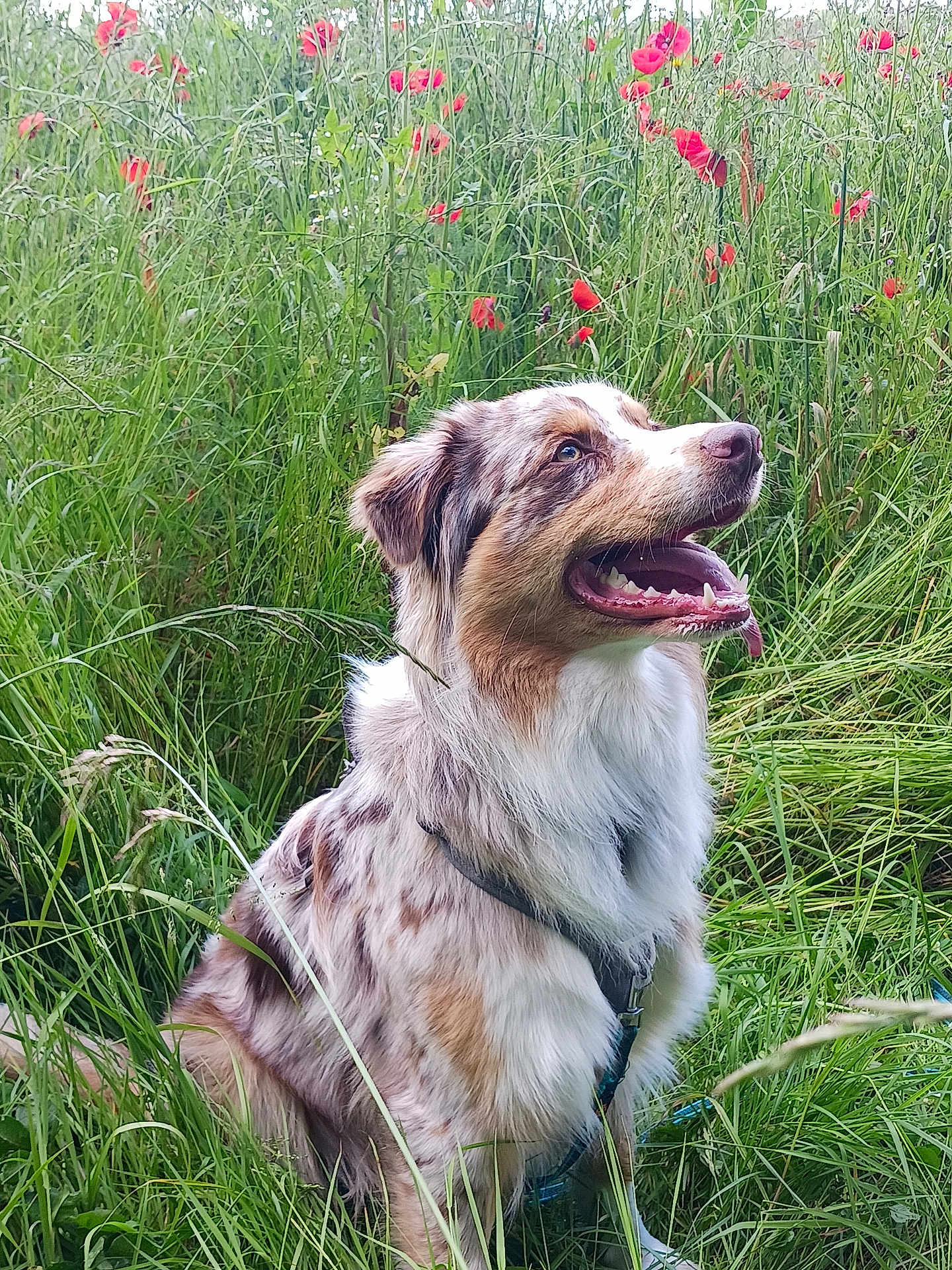Youtoo a rejoint le concours — aidez-le/la à gagner de superbes lots ! dog, australian_shepherd, grass, flowers, poppies, nature, outdoors, pet, canine, happy, tongue_out, fur, sitting, greenery, field, summer, animal, muzzle, ears, collar