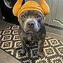 Baloo joined the competition — help win amazing prizes! dog, costume, hat, turkey_hat, indoor, kitchen, rug, tile_floor, pet, animal, black_dog, cute, funny, expression, looking_up, floor, domestic, portrait, sitting, household