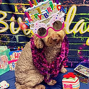 Boba Tea Alberson is registered to the contest to win money with this photo: dog, birthday, celebration, glasses, party, decorations, gift, colorful, purple_garland, blue_cloth, neon_sign, fun, cute, fluffy, candle_glasses, festive, animal, pet, indoor, sitting