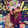 dog, birthday, celebration, glasses, party, decorations, gift, colorful, purple_garland, blue_cloth, neon_sign, fun, cute, fluffy, candle_glasses, festive, animal, pet, indoor, sitting