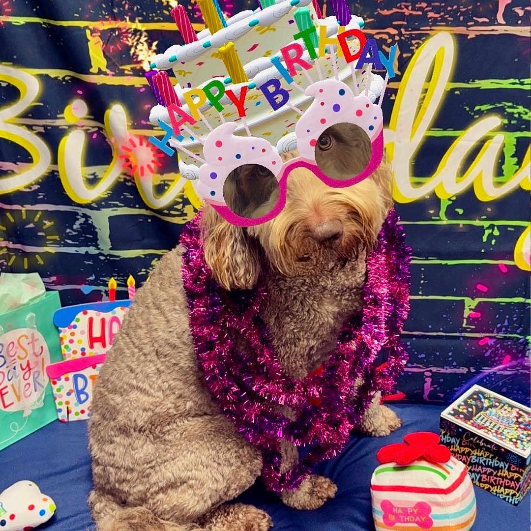 Boba Tea Alberson is registered to the contest to win money with this photo: dog, birthday, celebration, glasses, party, decorations, gift, colorful, purple_garland, blue_cloth, neon_sign, fun, cute, fluffy, candle_glasses, festive, animal, pet, indoor, sitting