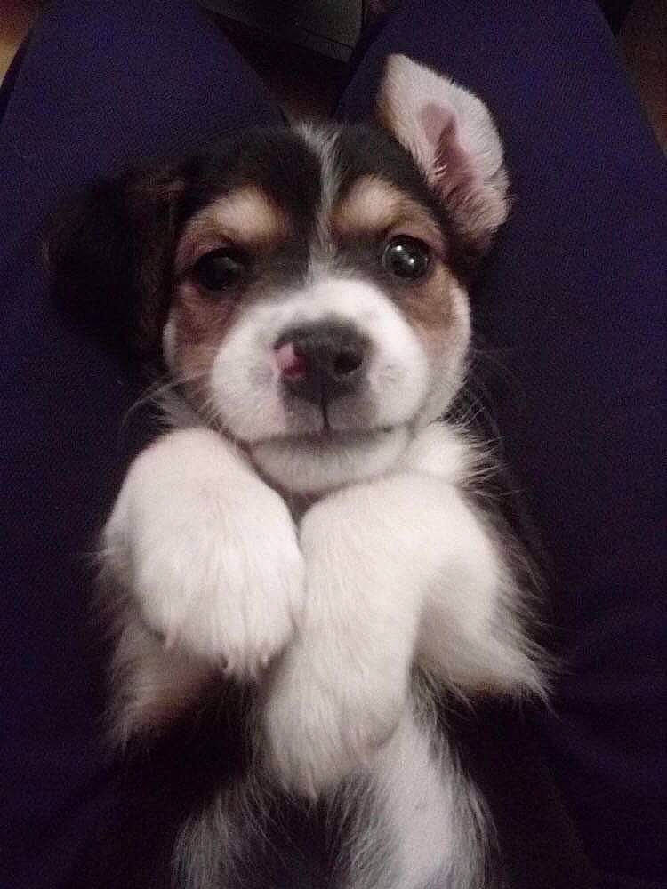 Opium a rejoint le concours — aidez-le/la à gagner de superbes lots ! bored, canidae, carnivore, companion_dog, dog, dog_breed, eye, fur, herding_dog, non_sporting_group, puppy, snout, sporting_group, terrestrial_animal, toy_dog, whiskers, working_animal, working_dog