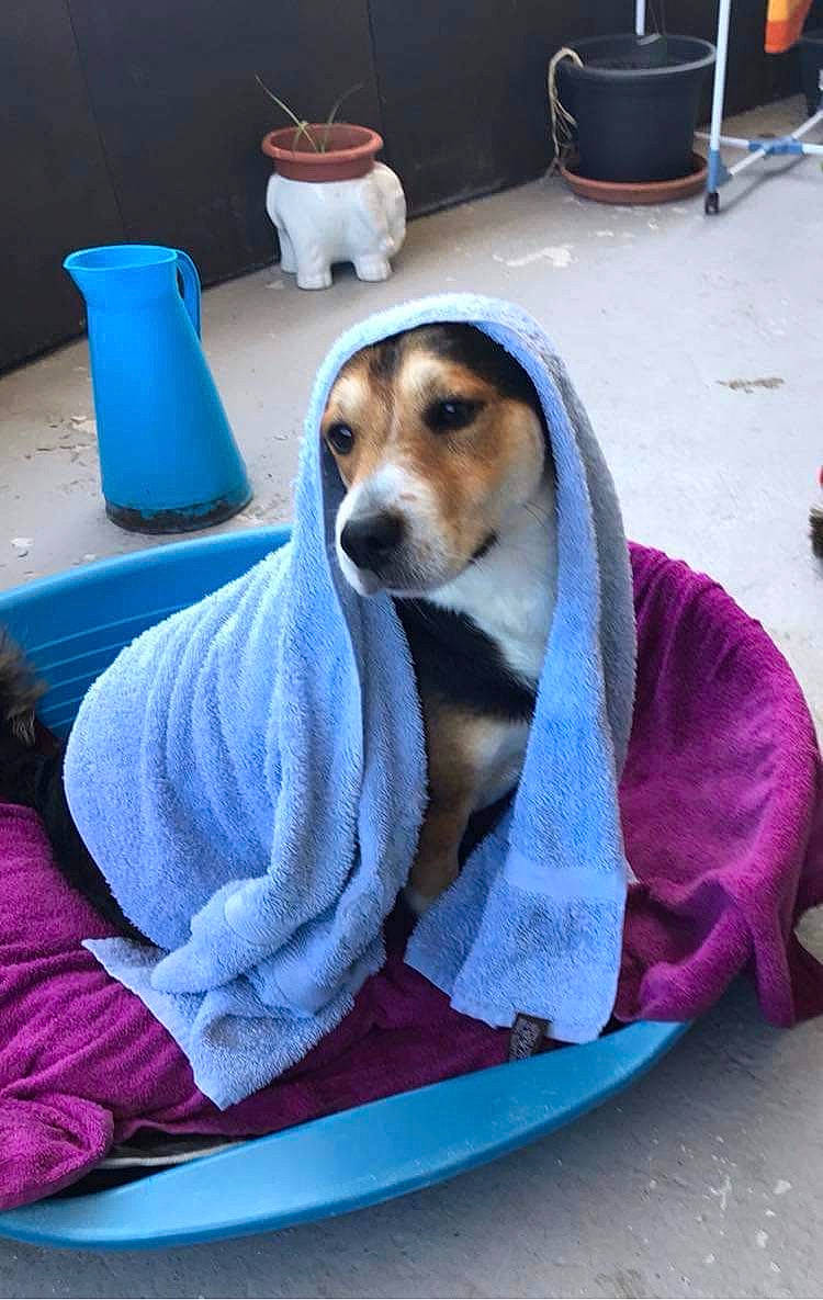 Opium a rejoint le concours — aidez-le/la à gagner de superbes lots ! blue, canidae, carnivore, chair, collar, comfort, companion_dog, dog, dog_breed, dog_supply, electric_blue, leisure, pet_supply, recreation, serveware, sitting, snout, sporting_group, tableware, working_animal