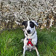 Stooky a rejoint le concours — aidez-le/la à gagner de superbes lots ! dog, black_and_white, red_harness, grass, flowers, bush, outdoor, nature, spring, pet, sitting, canine, fur, greenery, flora, animal, portrait, daylight, cute, leaves