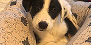Stooky a rejoint le concours — aidez-le/la à gagner de superbes lots ! puppy, dog, black_and_white, pet, cute, lying_down, indoors, blanket, pajamas, pattern, cat_pattern, legs, comfort, cozy, bed, cushion, warm, animal, young, relaxing