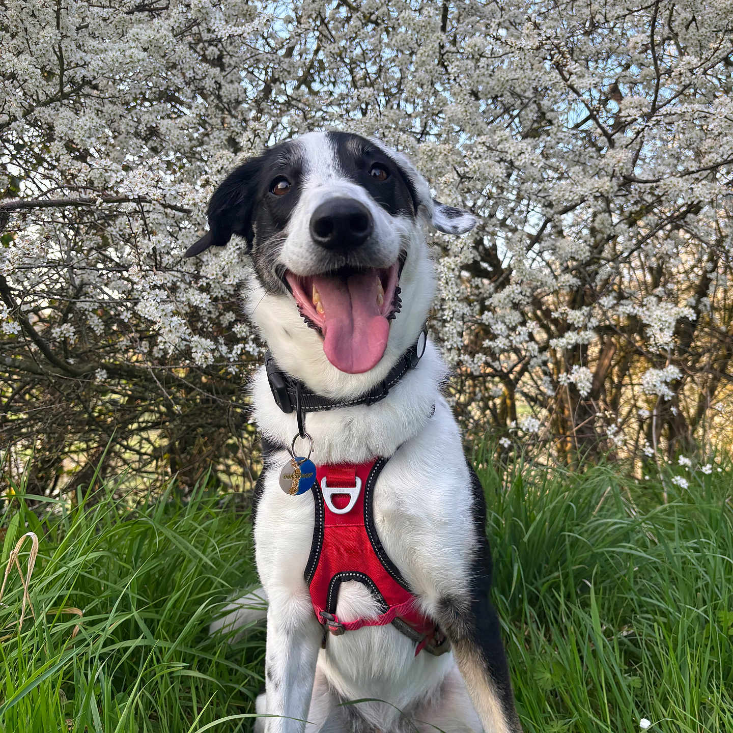 Stooky participe au concours pour gagner de l'argent avec cette photo : background, canine, collar, daylight, dog, ears, flowering_tree, fur, grass, greenery, happy, harness, nature, outdoor, pet, sitting, smiling, spring, tag, tongue_out
