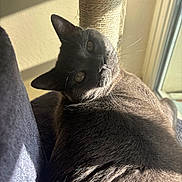 Titou a rejoint le concours — aidez-le/la à gagner de superbes lots ! cat, gray_cat, feline, pet, indoor, sunlight, scratching_post, fur, whiskers, relaxed, looking_at_camera, close_up, cozy, home, window, shadow, resting, animal, cute, domestic_cat