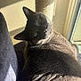 cat, gray_cat, feline, pet, indoor, sunlight, scratching_post, fur, whiskers, relaxed, looking_at_camera, close_up, cozy, home, window, shadow, resting, animal, cute, domestic_cat