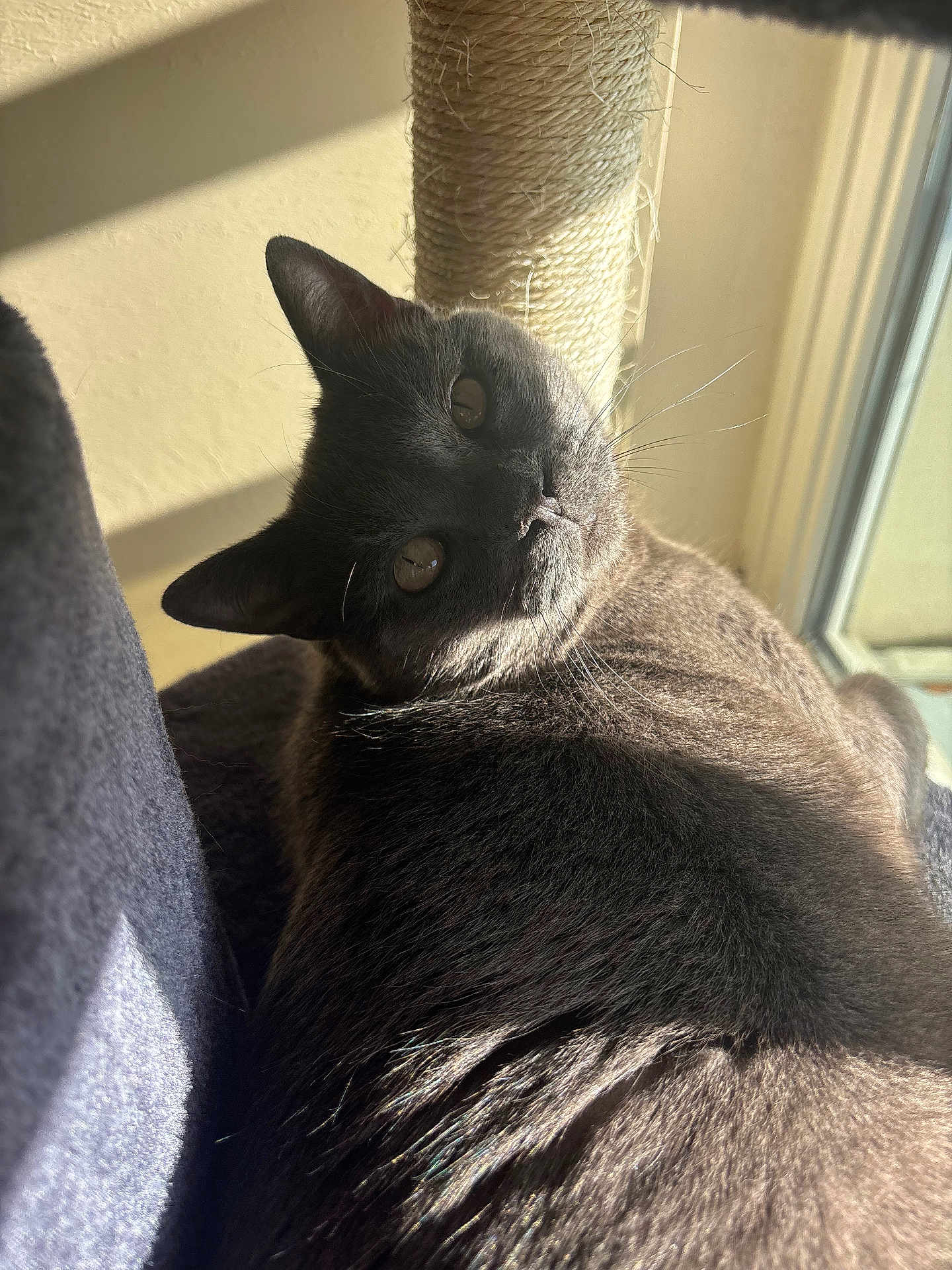 Titou a rejoint le concours — aidez-le/la à gagner de superbes lots ! cat, gray_cat, feline, pet, indoor, sunlight, scratching_post, fur, whiskers, relaxed, looking_at_camera, close_up, cozy, home, window, shadow, resting, animal, cute, domestic_cat