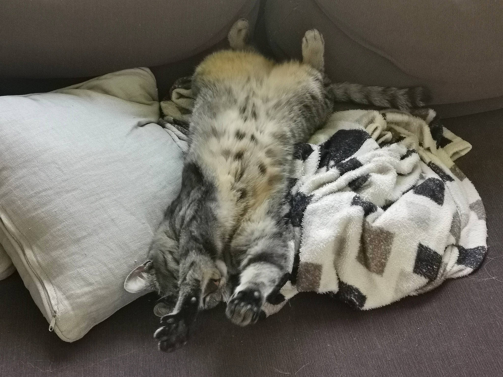 Roméo a rejoint le concours — aidez-le/la à gagner de superbes lots ! american_shorthair, bengal, big_cats, carnivore, cat, felidae, fur, room, small_to_medium_sized_cats, snow_leopard, whiskers, wildlife