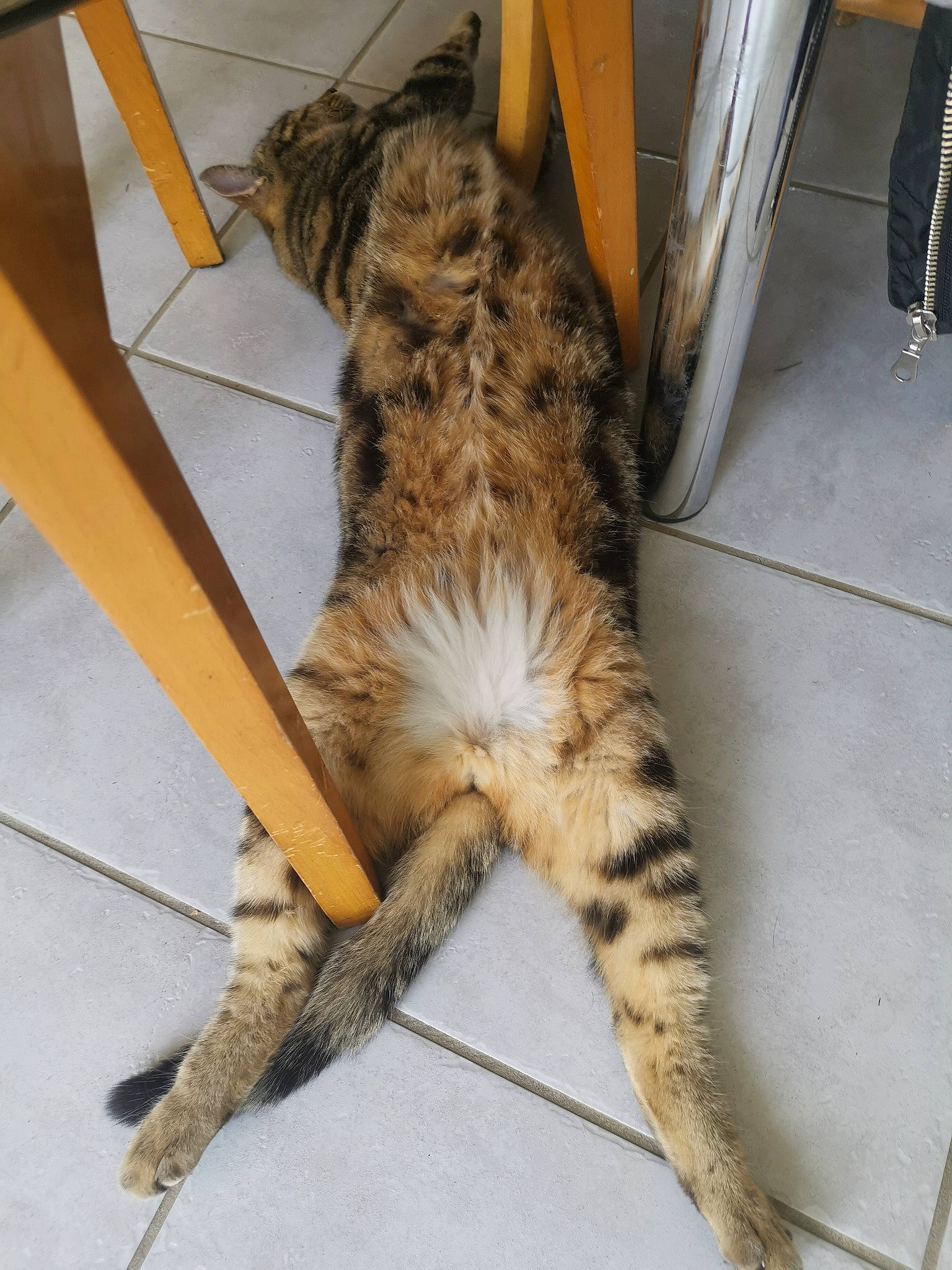 Roméo participe au concours pour gagner de l'argent avec cette photo : carnivore, cat, claw, dragon_li, european_shorthair, felidae, fur, mammal, small_to_medium_sized_cats, tabby_cat, tail, whiskers, wild_cat