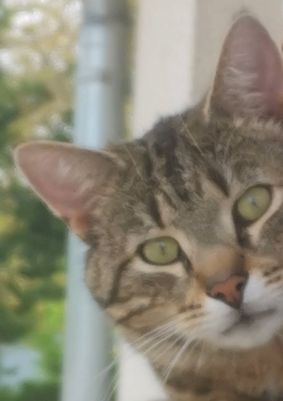 Roméo participe au concours pour gagner de l'argent avec cette photo : aegean_cat, american_shorthair, american_wirehair, asian, australian_mist, california_spangled, carnivore, cat, domestic_short_haired_cat, dragon_li, european_shorthair, eye, felidae, head, mammal, small_to_medium_sized_cats, snout, tabby_cat, vertebrate, whiskers