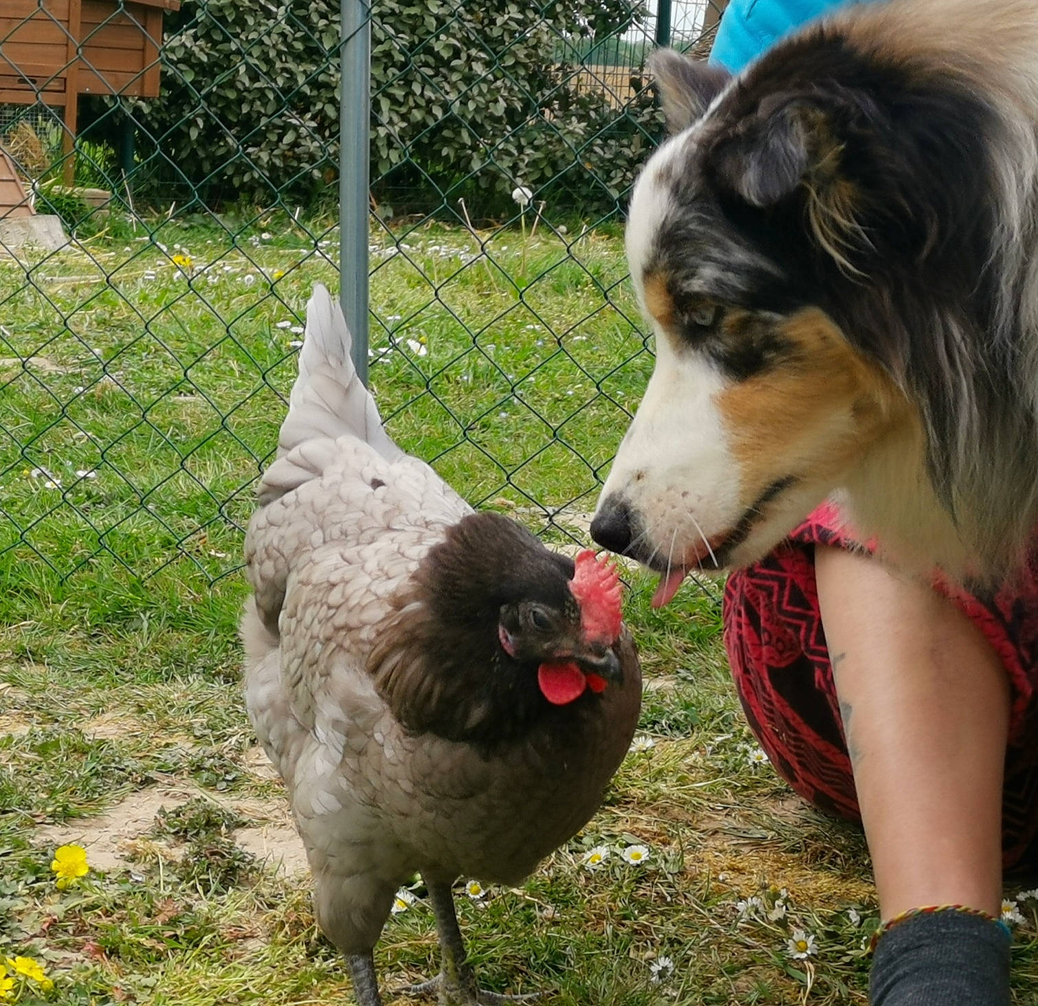 Gandhi Et Arkana participe au concours pour gagner de l'argent avec cette photo : beak, bird, canidae, carnivore, chicken, dog, dog_breed, sporting_group, tail, vertebrate