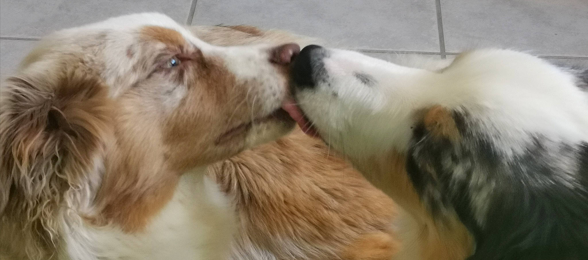 Gandhi Et Arkana participe au concours pour gagner de l'argent avec cette photo : australian_shepherd, canidae, carnivore, companion_dog, dog, dog_breed, irish_red_and_white_setter, kooikerhondje, mammal, miniature_australian_shepherd, rare_breed_dog, snout, sporting_group, vertebrate