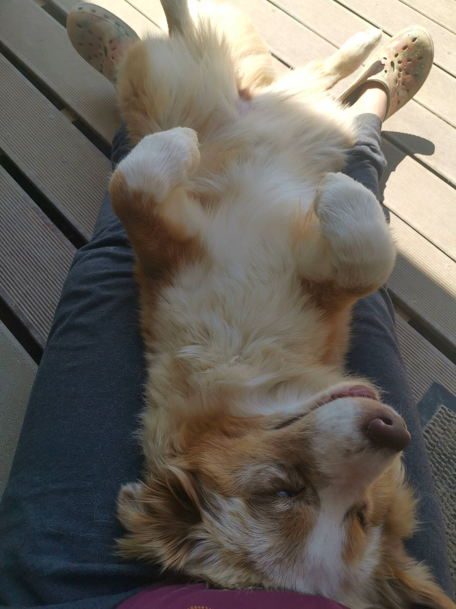 Gandhi Et Arkana participe au concours pour gagner de l'argent avec cette photo : canidae, carnivore, cat, companion_dog, dog, dog_breed, ear, fawn, felidae, fur, snout, sporting_group, tail, whiskers