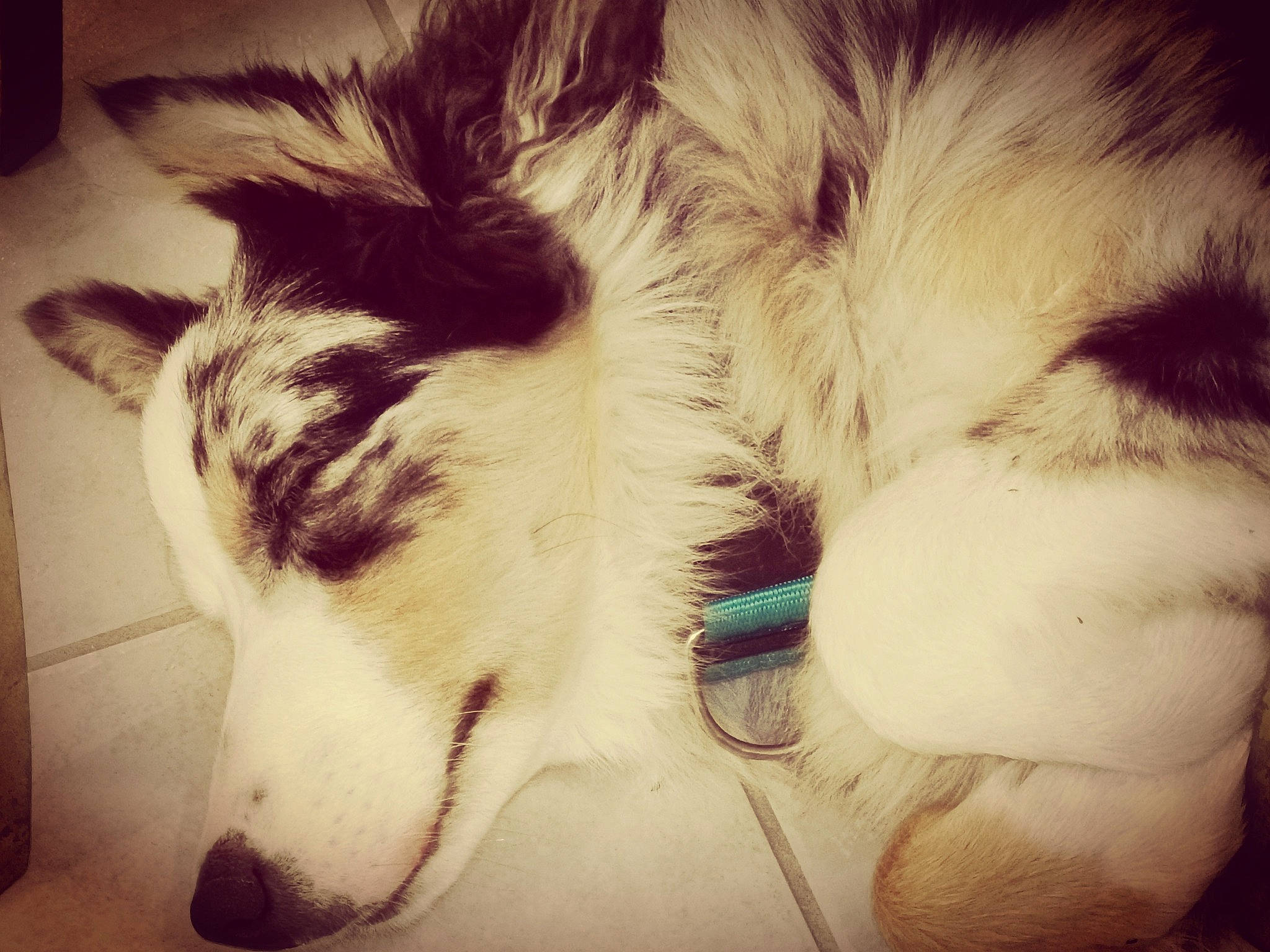 Gandhi Et Arkana a rejoint le concours — aidez-le/la à gagner de superbes lots ! canidae, carnivore, cloud, companion_dog, dog, dog_breed, ear, eye, fur, head, jaw, love, nap, nose, organ, sky, sleep, snout, tail, whiskers