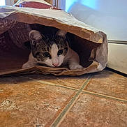 Tazz participe au concours pour gagner de l'argent avec cette photo : animal, black, brown, cat, closeup, curious, cute, ears, face, floor, hiding, home, indoor, paper_bag, paws, pet, playful, tile_floor, whiskers, white