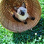animal, basket, cat, clover, cute, feline, flowers, grass, greenery, kitten, looking_up, nature, outdoor, pet, playful, siamese_cat, small_animal, sunlight, wicker_basket, young_cat