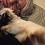 blanket, cat, close_up, comfort, cozy, cuddle, face, fur, glasses, hair, indoor, pattern, person, pillow, relaxation, resting, siamese_cat, sleepy, snuggling, warmth